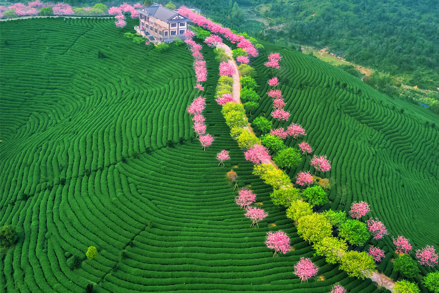 漳平永福櫻花茶園（資料圖）。陳秀容攝